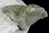 Pyrite Replaced Brachiopod (Paraspirifer) Fossil on Shale - Ohio #136657-2